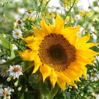 なんくるないさ〜